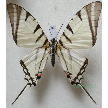 Graphium agesilaus Guerin & Percheron, 1835 Peru 64mm94